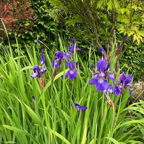 Blue irises