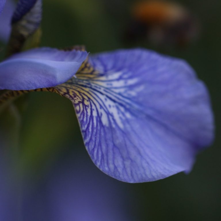 softly focused blue iris petal