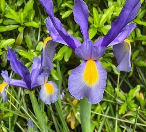 Counselling in Sussex, Surry and online Two purple iris with yellow centre