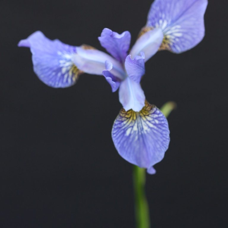 Iris with black background