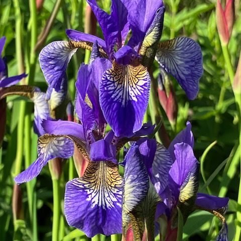 Purple irises in full sunlight