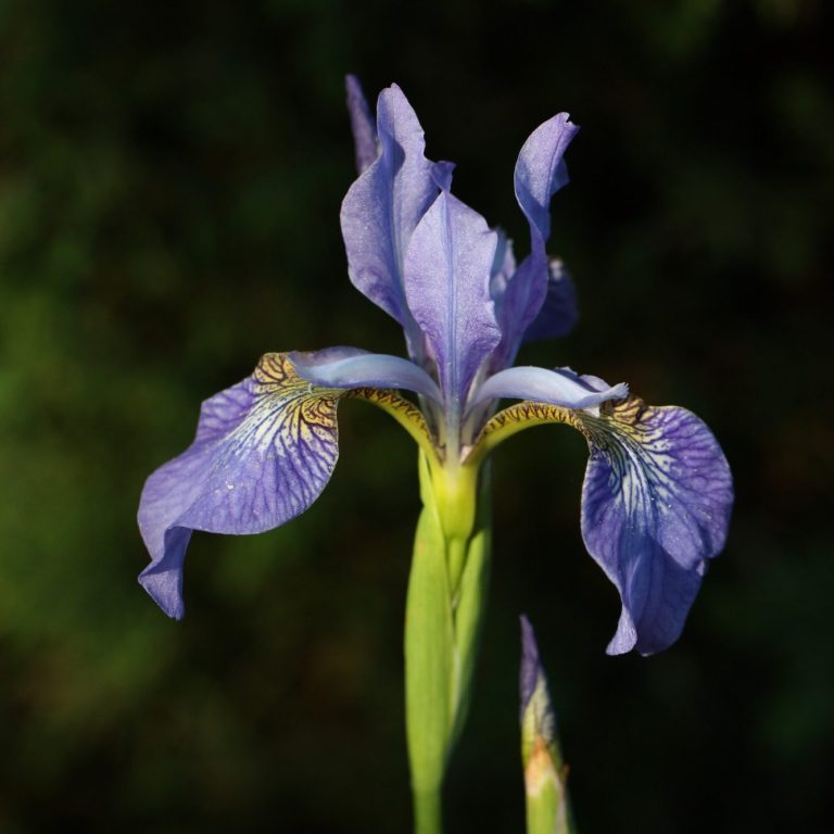 Iris in full sun with black background